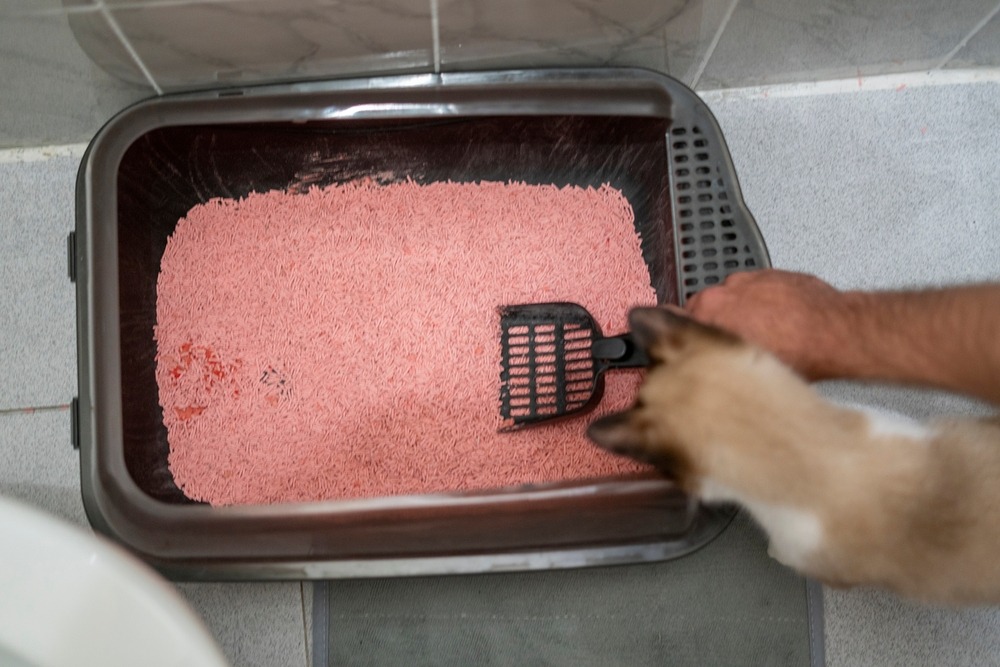 Hand scooping soiled litter tray, illustrating strict hygiene practices that help reduce infection risk for newborn pups