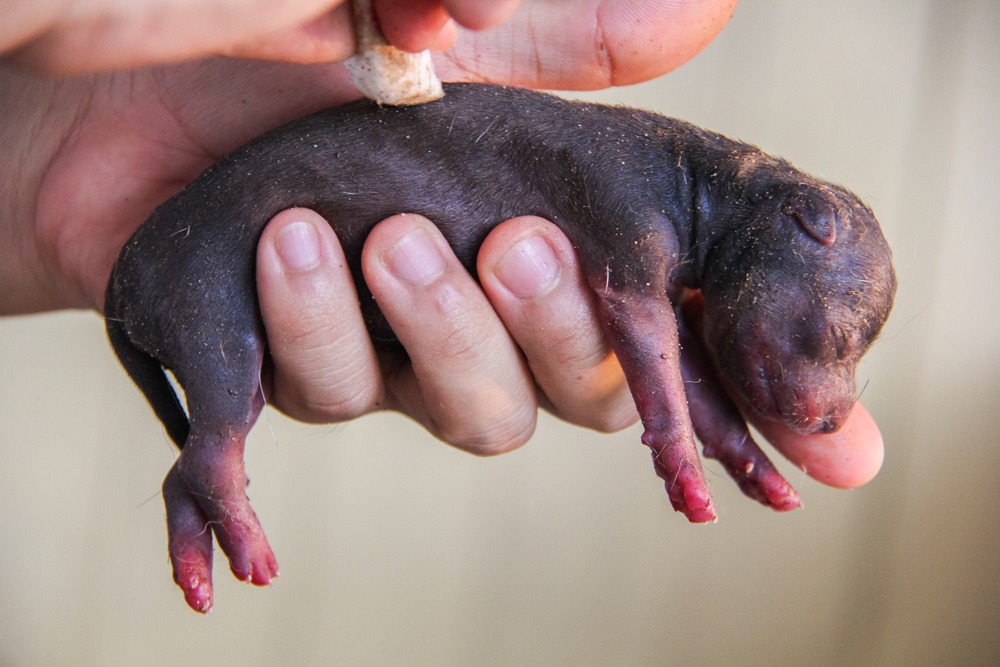 Tiny newborn puppy cradled in hands, showing fragile early life stage linked to puppy mortality in the first two weeks