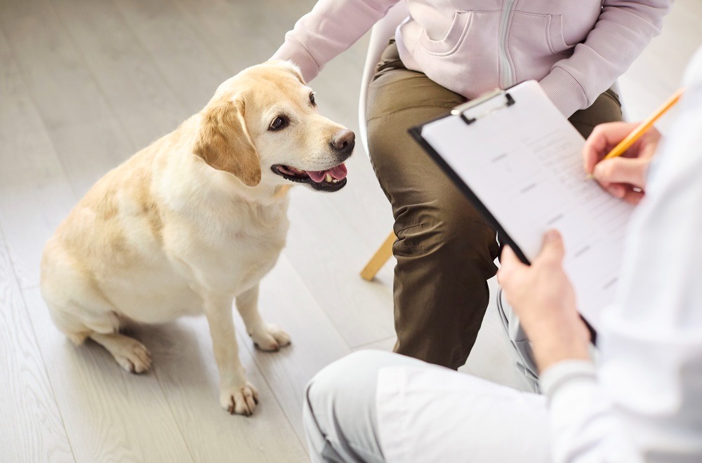 Vet writing notes during dog check-up, keeping compliance forms and dog breeding requirements for responsible litters