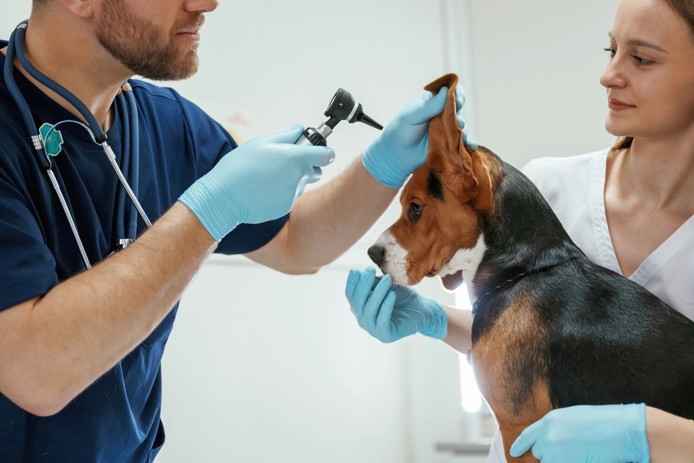 Vet holding dog ear open on exam table to check irritation and odour, why do my dog’s ears smell bad