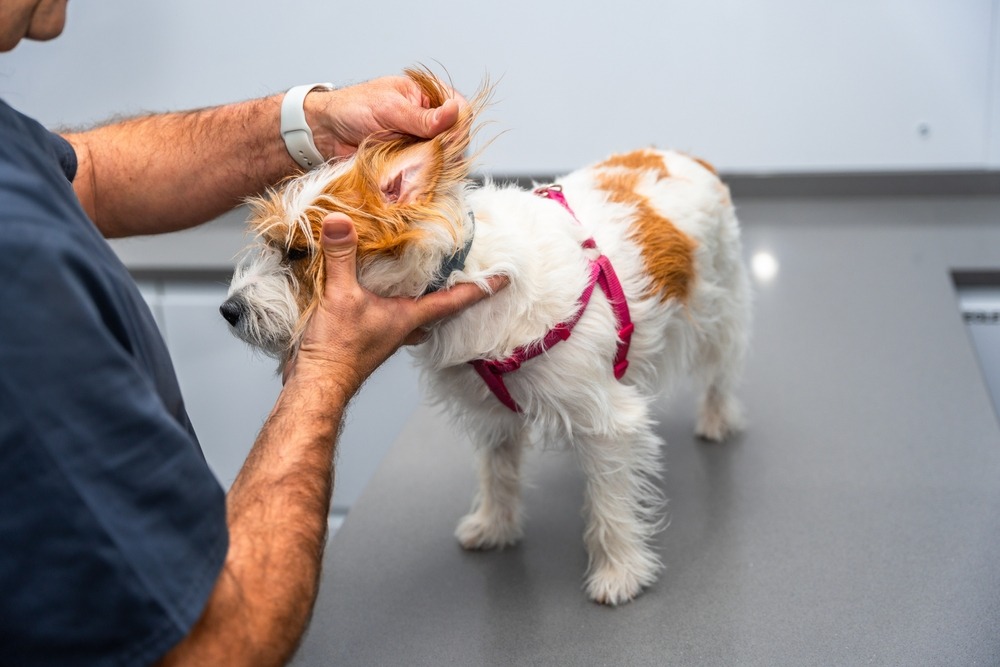 Vet examining dog ear with otoscope for infection, diagnosing why do my dog’s ears smell bad causes