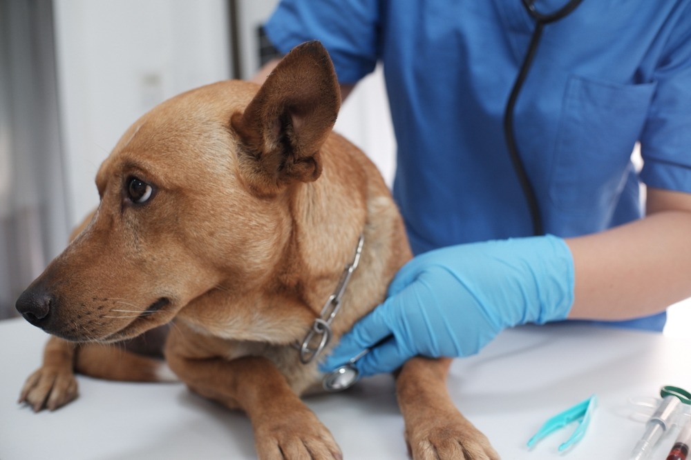 Vet checking adult dog with stethoscope on exam table, routine visit for how often should dogs see a vet