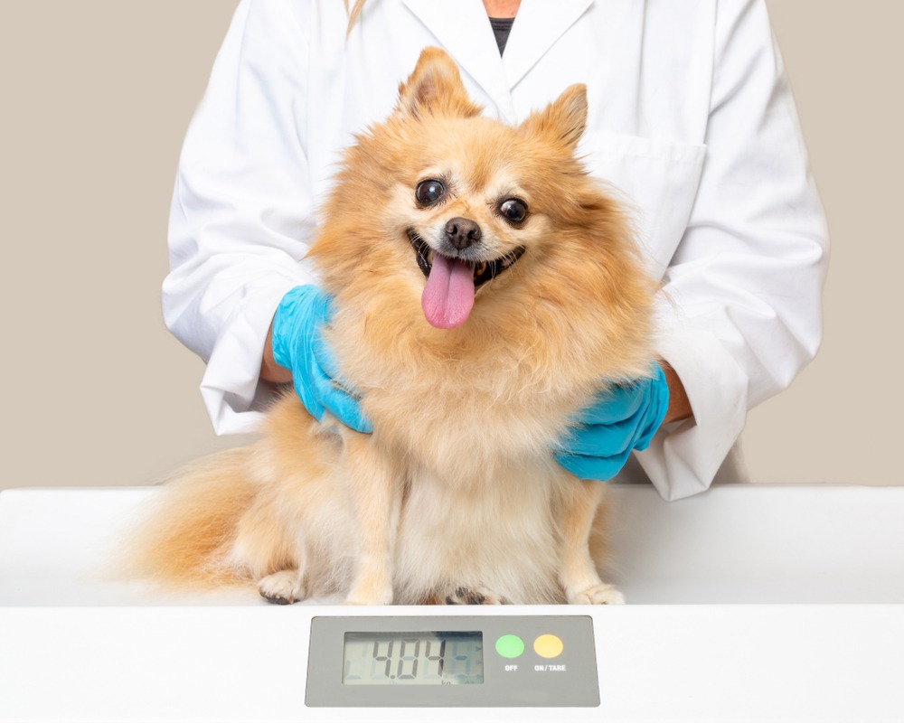 Small dog on vet scale for weight monitoring, part of how often should dogs see a vet for wellness checks