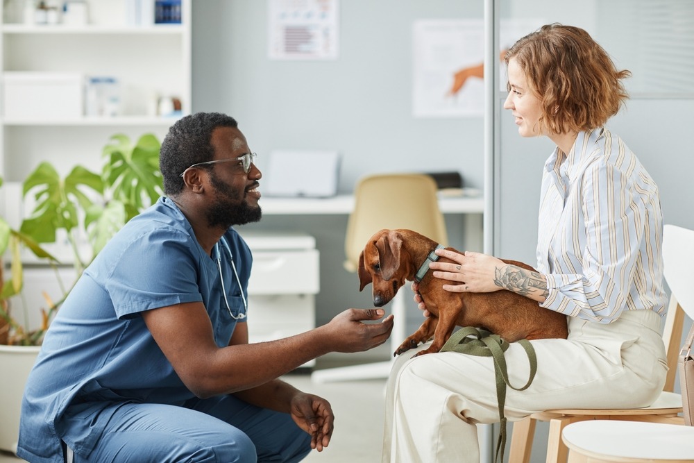 Vet talking with owner holding small dog in clinic, discussing how often should dogs see a vet and care plan