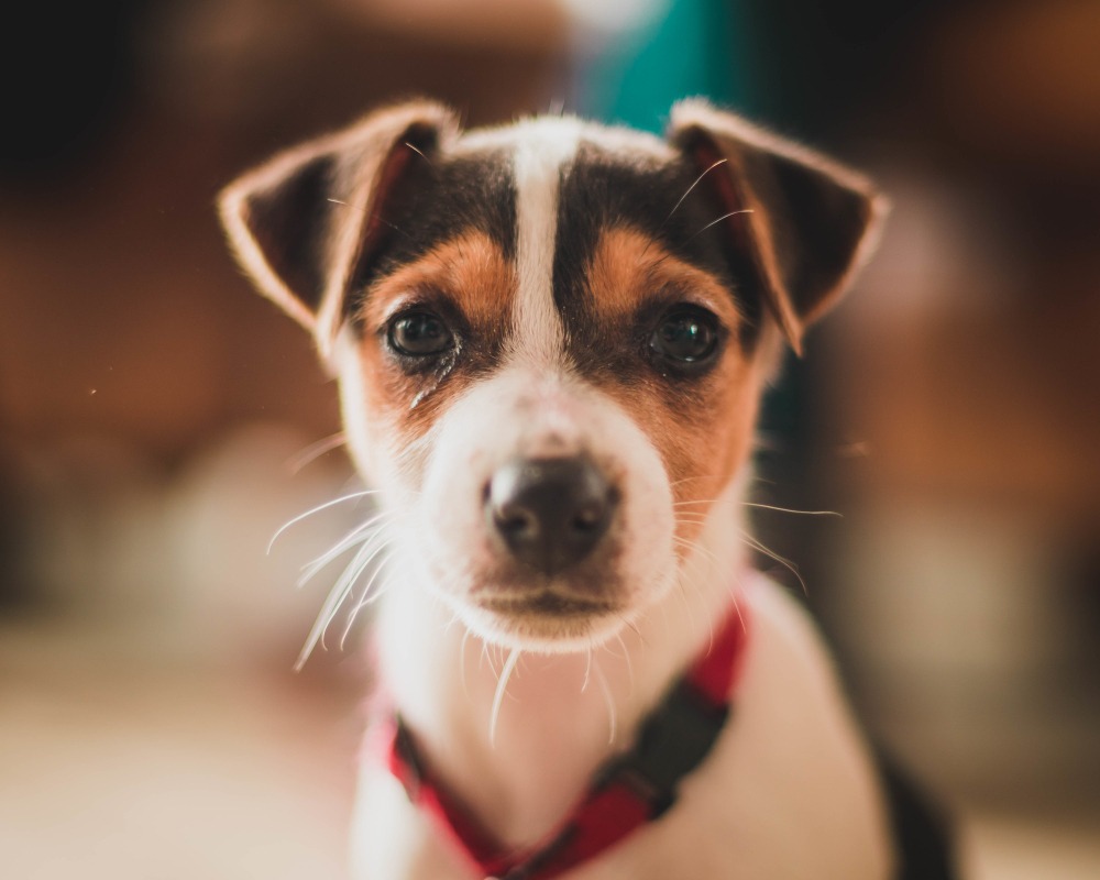Close-up of puppy with watery eyes and dull expression, early signs of illness in puppies