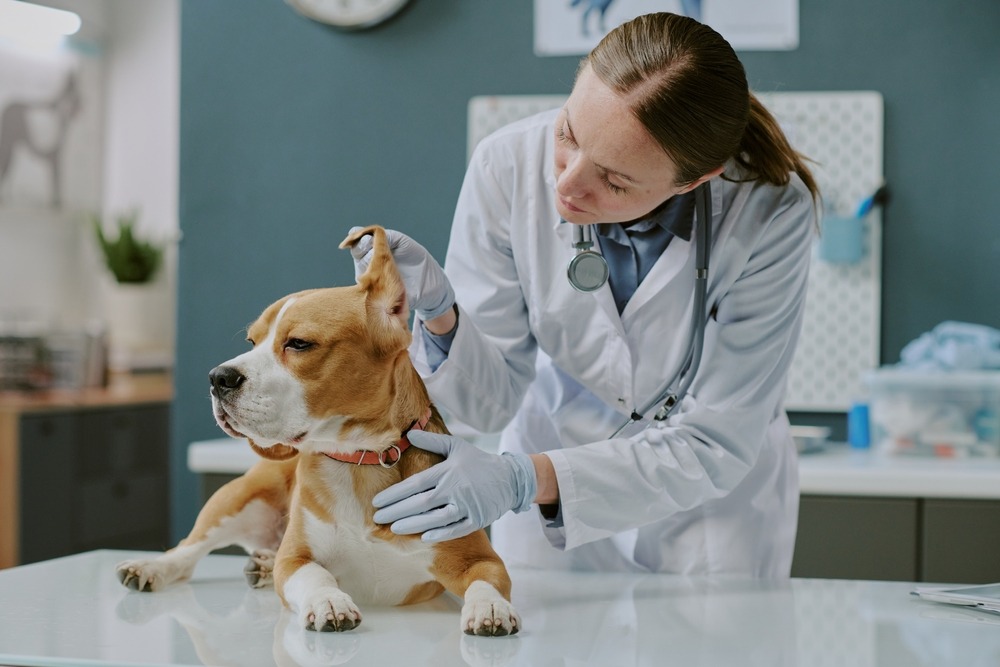 Veterinarian examining a young puppy on a clinic table for early signs of illness in puppies