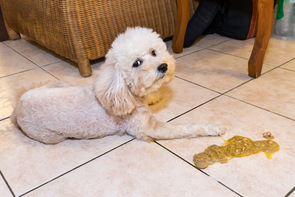 Small white poodle lying on tiled floor beside yellow bile vomit, a common sign of vomiting in dogs