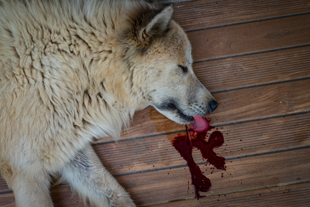 Large dog lying on wooden floor with blood near mouth, severe vomiting in dogs, emergency sign