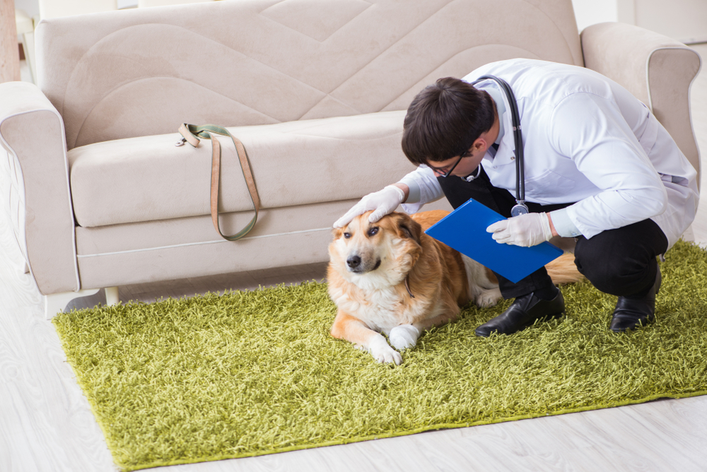 Veterinarian examining an unwell dog indoors after ongoing vomiting in dogs symptoms