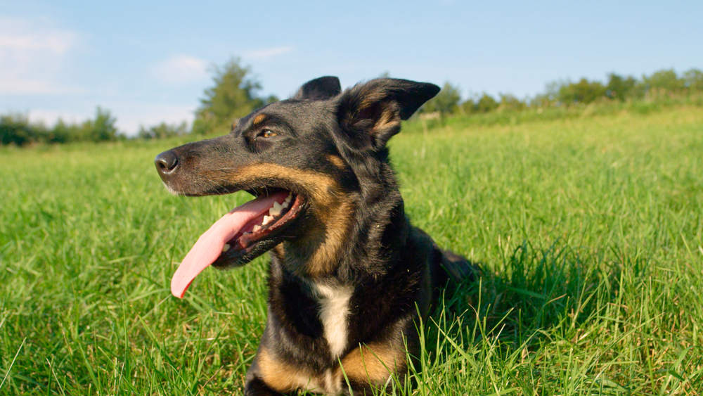 Dog panting with tongue out on a warm day, the sign temperature may not be safe for dogs