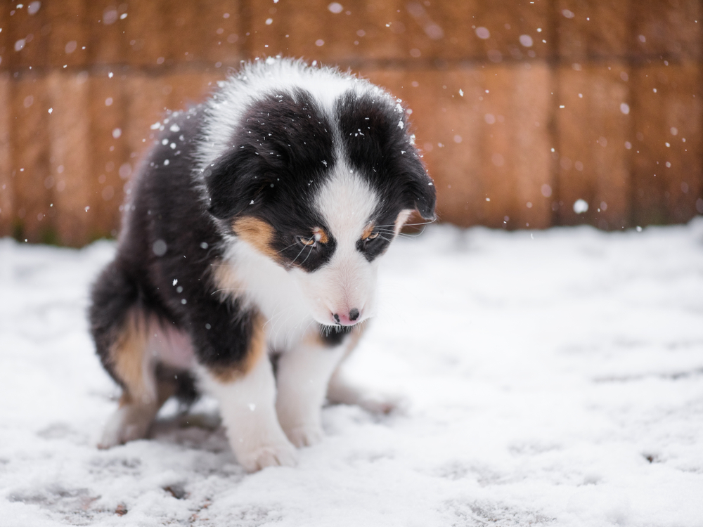 Puppy standing in snow during cold weather, highlighting safe temperature limits for dogs