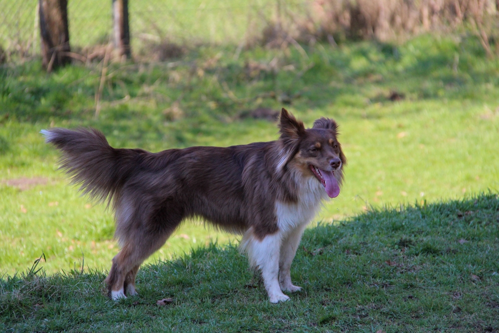 Dog standing on grass, panting in mild heat, monitoring safe temperature conditions for dogs