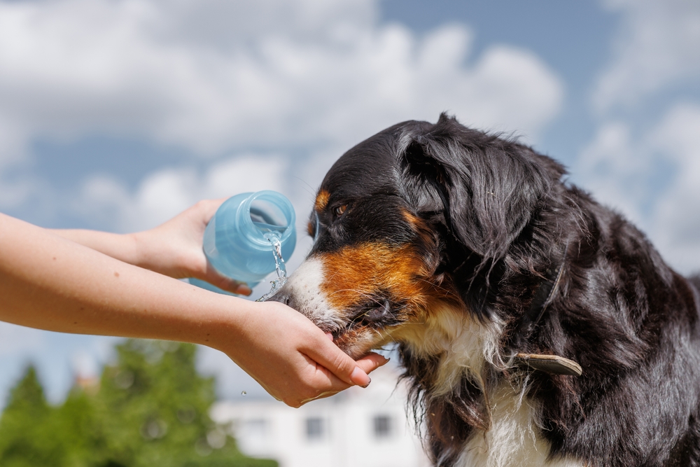 Dog drinking water from a bottle in hot weather, showing safe temperature care for dogs in the Australian climate