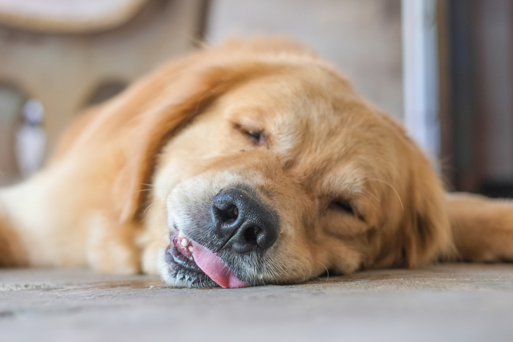 Golden retriever lying on the floor with tongue out and drooling, a possible sign of dog dental disease symptoms and oral pain