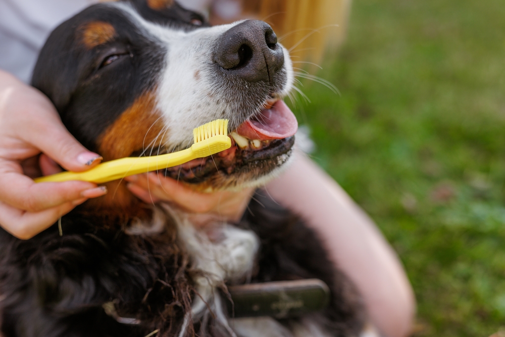Owner brushing dog's teeth with a yellow toothbrush to prevent dog dental disease symptoms and plaque build-up