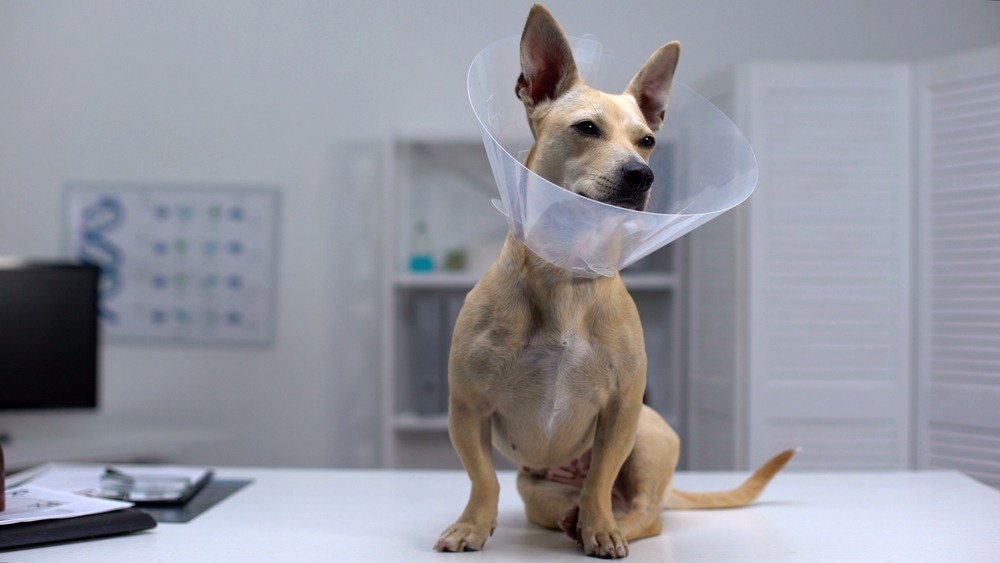 Dog wearing a recovery cone after desexing surgery at the veterinary clinic examination table