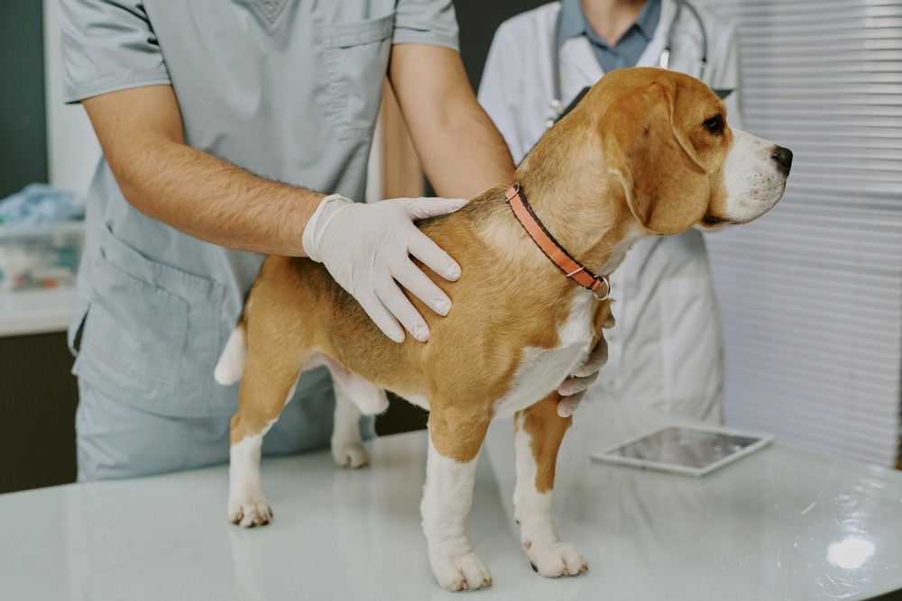 Veterinarian examining male dog before desexing procedure during health assessment