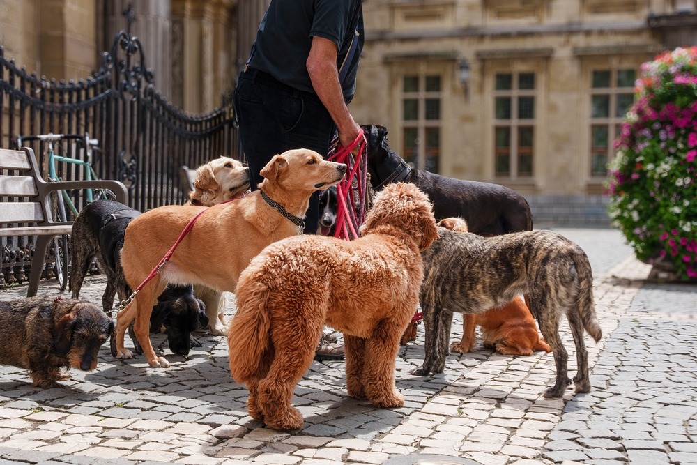 Dog walker handling multiple dogs on leads, illustrating factors to consider before desexing