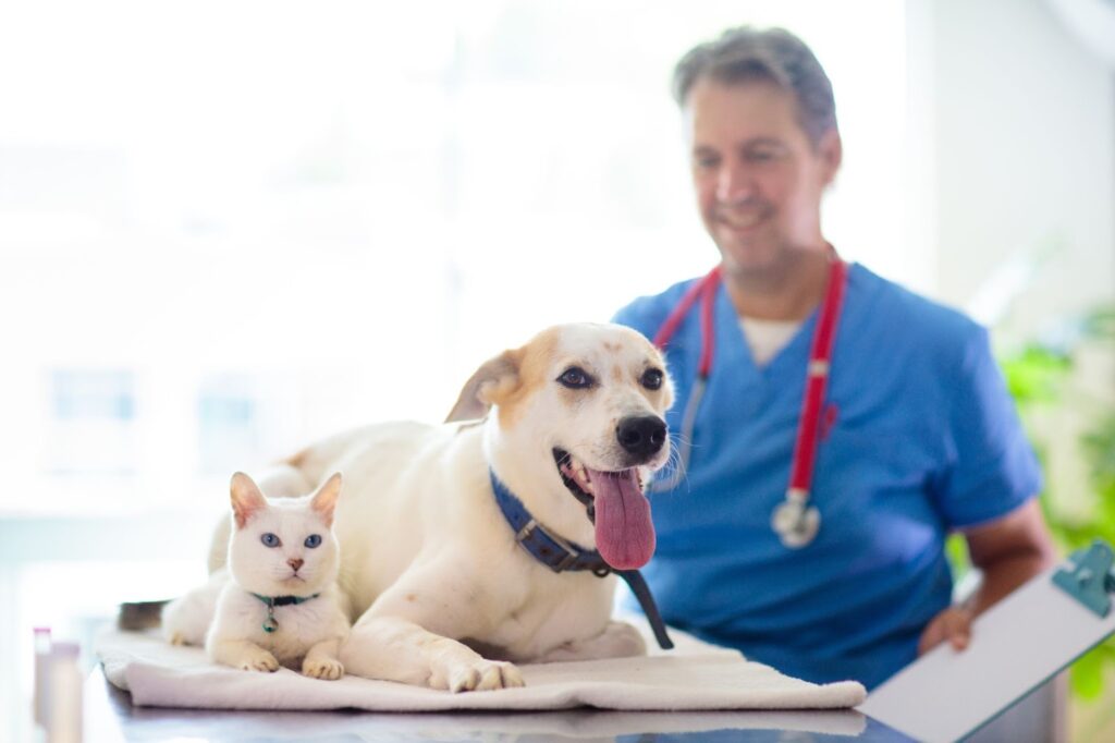 Veterinarian examining a dog and cat together on a clinic table during a routine pet health check-up.