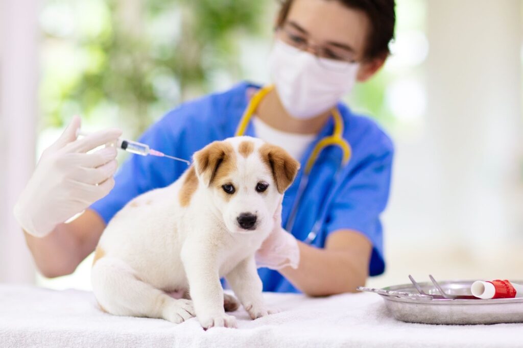 Veterinarian administering a vaccine injection to a young puppy during a routine vaccination appointment at a veterinary clinic.