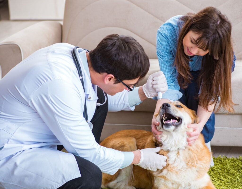 Veterinarian giving oral medicine to a dog while the owner gently holds the dog during a home veterinary check-up.