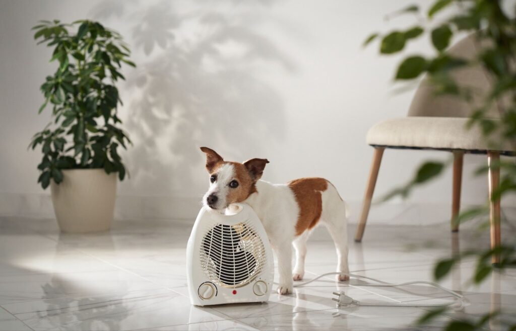 Small dog standing beside an electric fan indoors, cooling down in a bright living room during warm weather.