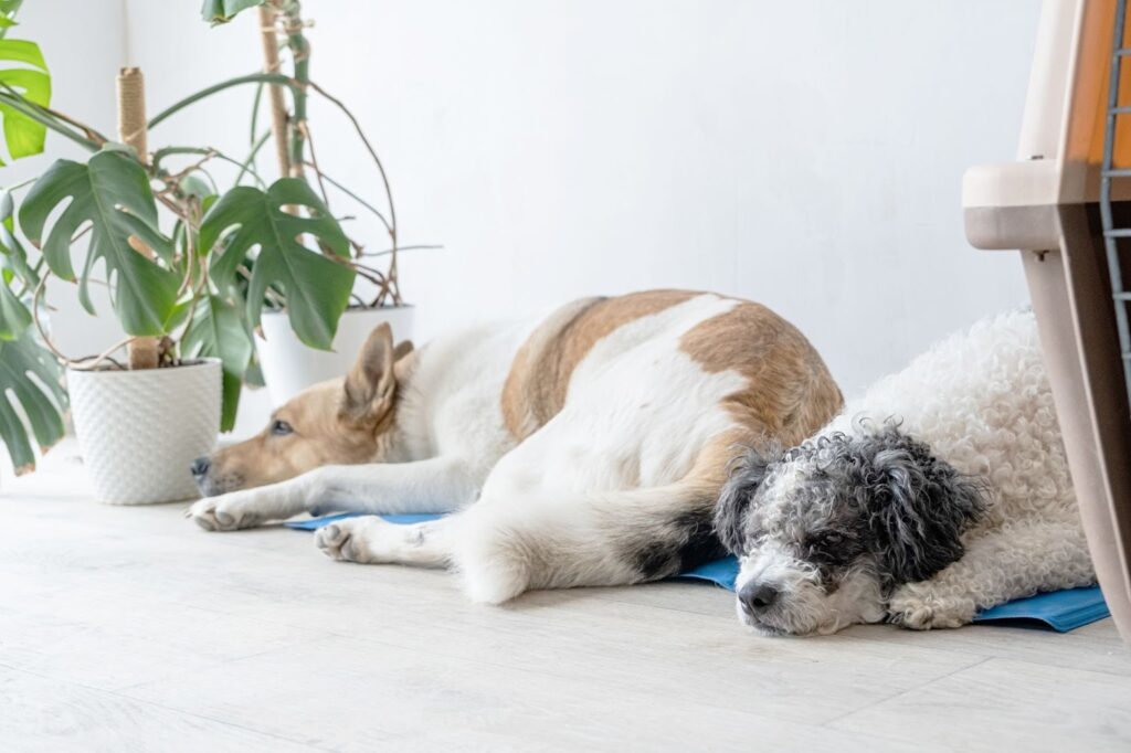 Two dogs lying on cooling mats indoors near houseplants, resting in a bright room to stay cool.