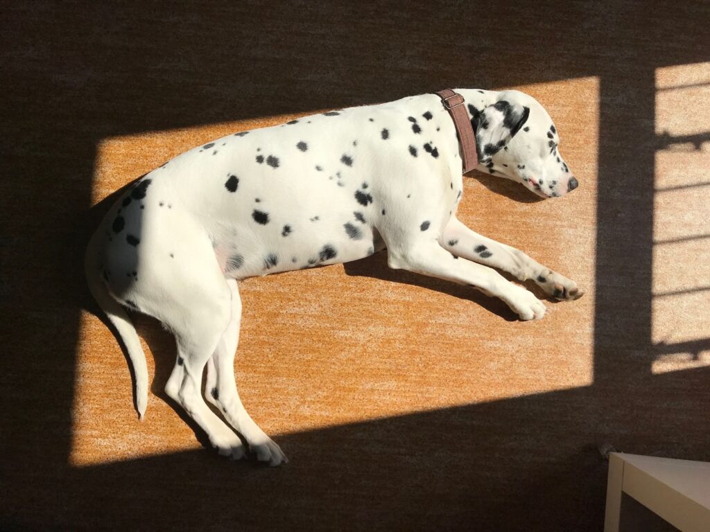 Dalmatian dog lying in direct sunlight indoors on a carpeted floor, resting near a window with strong sun exposure.