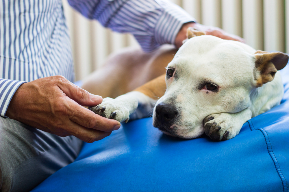 Owner checking a dog’s paw while the dog rests on a sofa, assessing pain linked to limping in dogs.