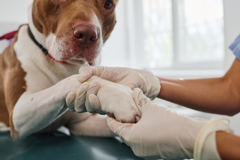 Veterinarian examining a dog’s front paw for injury to diagnose causes of limping in dogs that may require immediate vet care.