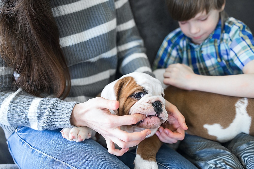 Bulldog puppy gently biting an owner’s hand during interaction illustrating common puppy behaviour when playing.