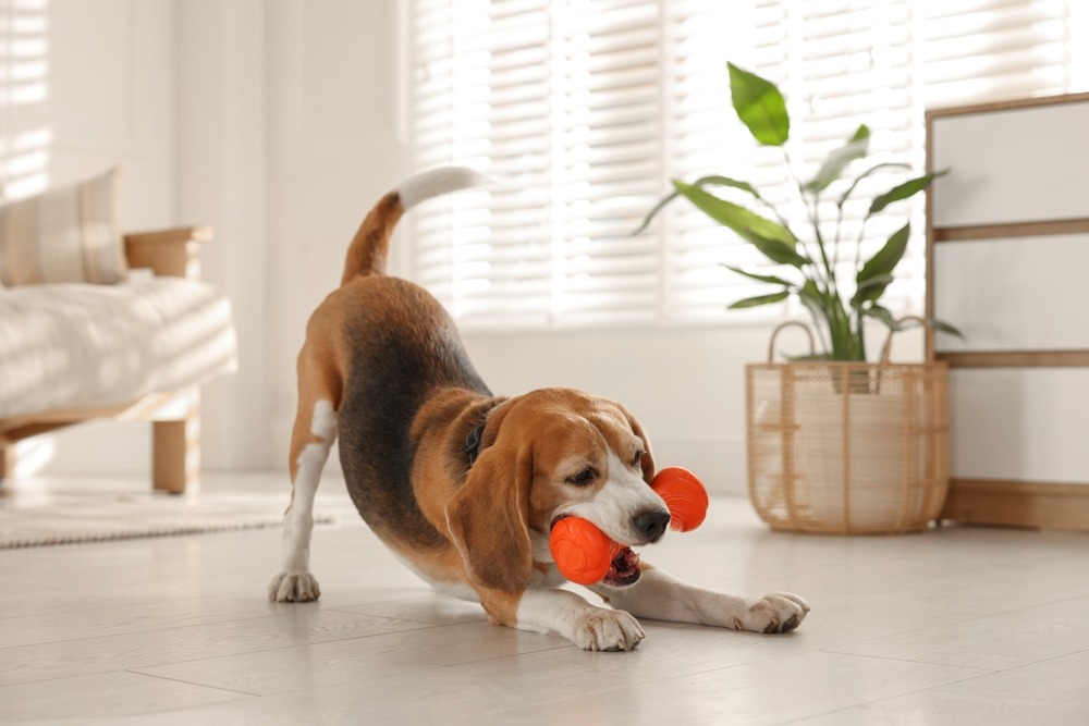 Dog chewing a rubber toy indoors instead of biting hands, showing a helpful technique used to stop puppy biting without punishment.
