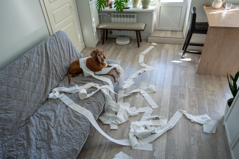 Dog left alone at home with torn toilet paper around the room, illustrating destructive behaviour caused by separation anxiety in dogs.