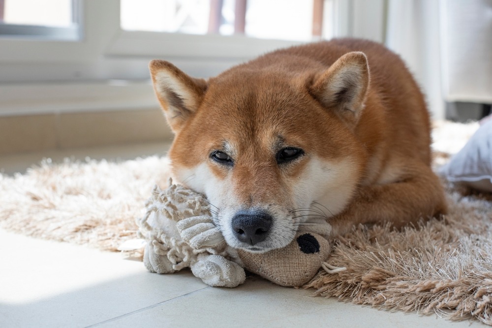 Dog lying with a comfort toy on a rug indoors, showing a calming strategy that helps manage separation anxiety in dogs.