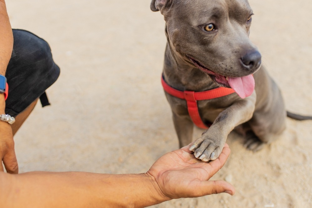Dog giving paw to owner during training session outdoors, showing positive interaction that can help reduce separation anxiety in dogs.