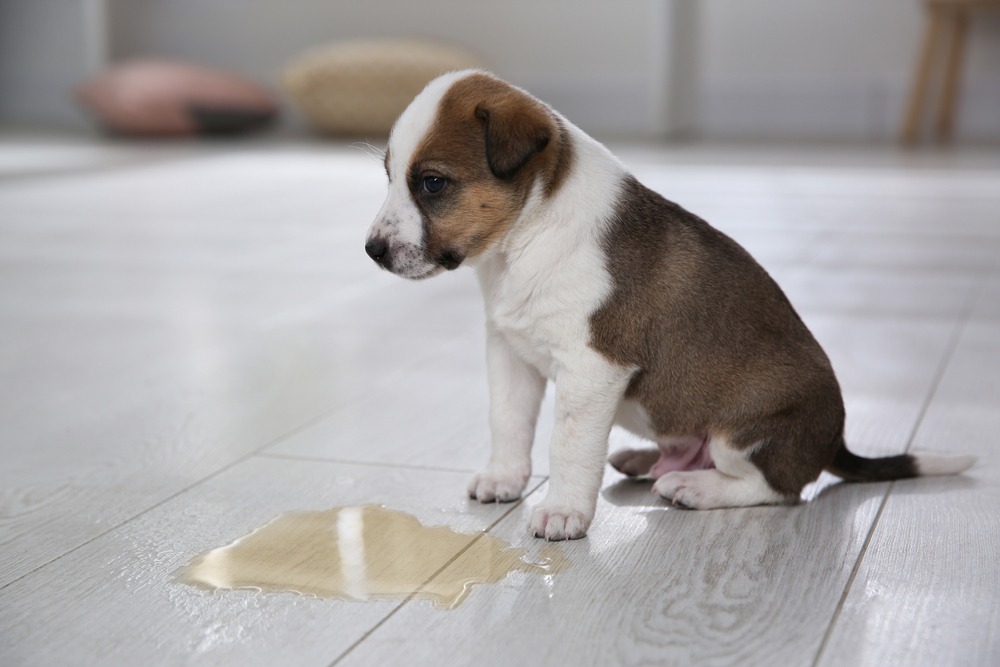 Puppy sitting beside an indoor accident during early house training stage of the puppy toilet training timeline.