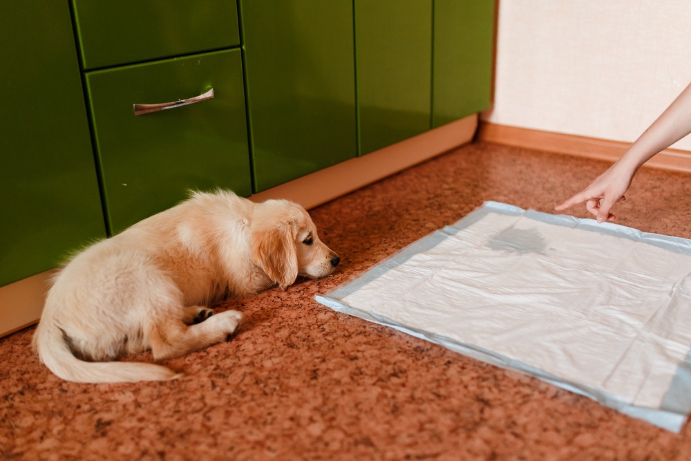 Owner pointing to pee pad while guiding puppy during early puppy toilet training routine.