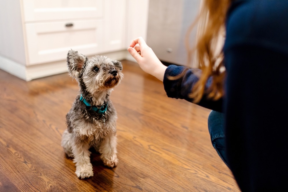 Owner rewarding puppy with a treat during house training to reinforce progress in the puppy toilet training timeline.