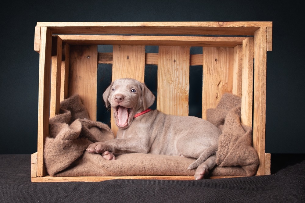Young puppy lying in a wooden crate and whining, showing a common situation owners face when a puppy cries at night.