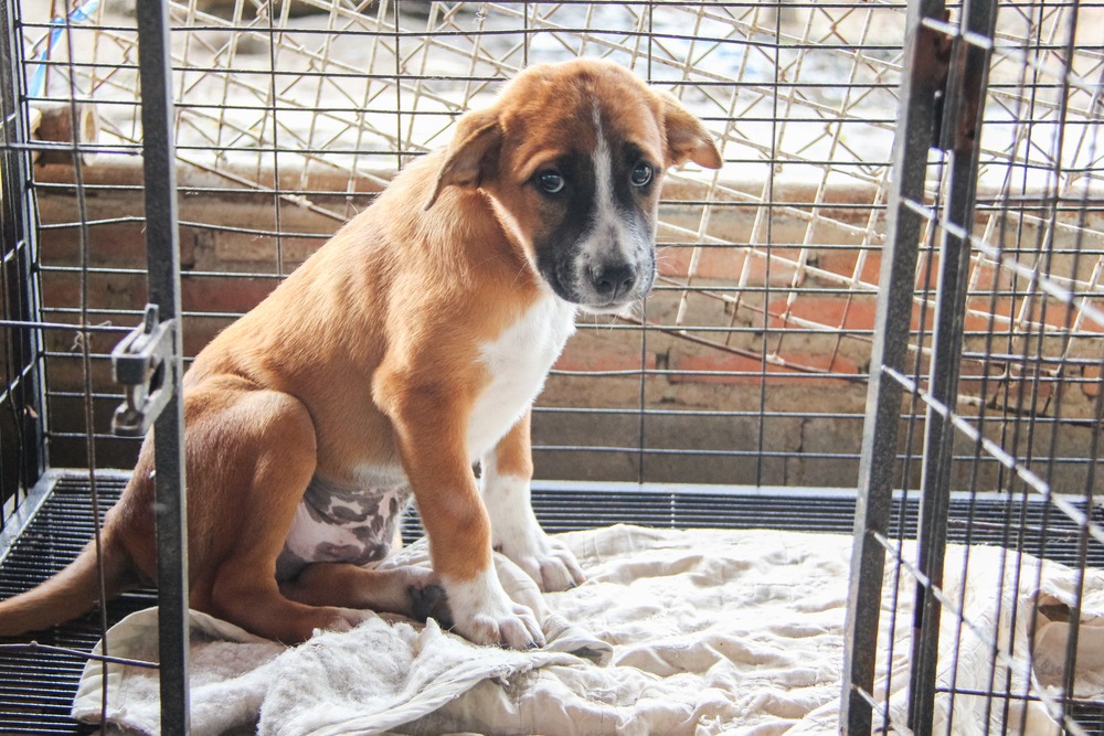 Puppy sitting alone inside a crate, looking anxious, representing separation stress that can cause a puppy to cry at night.