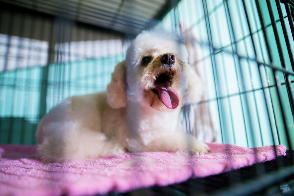 Small puppy resting inside a crate with soft bedding, a setup often used to help puppies feel safe and reduce crying at night.