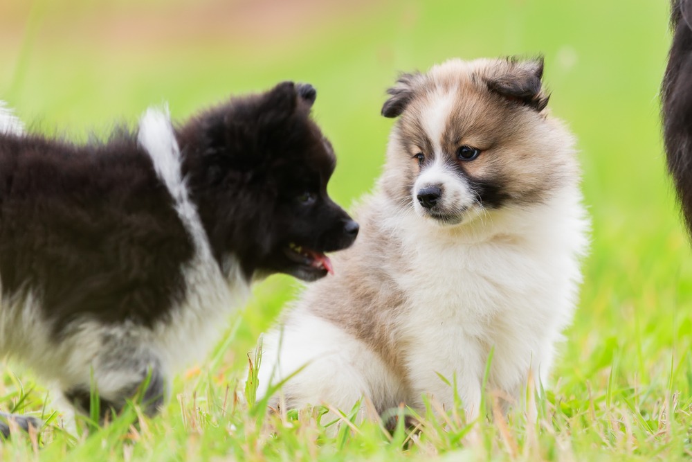 Two young puppies calmly interacting on grass during early socialisation before full vaccination.