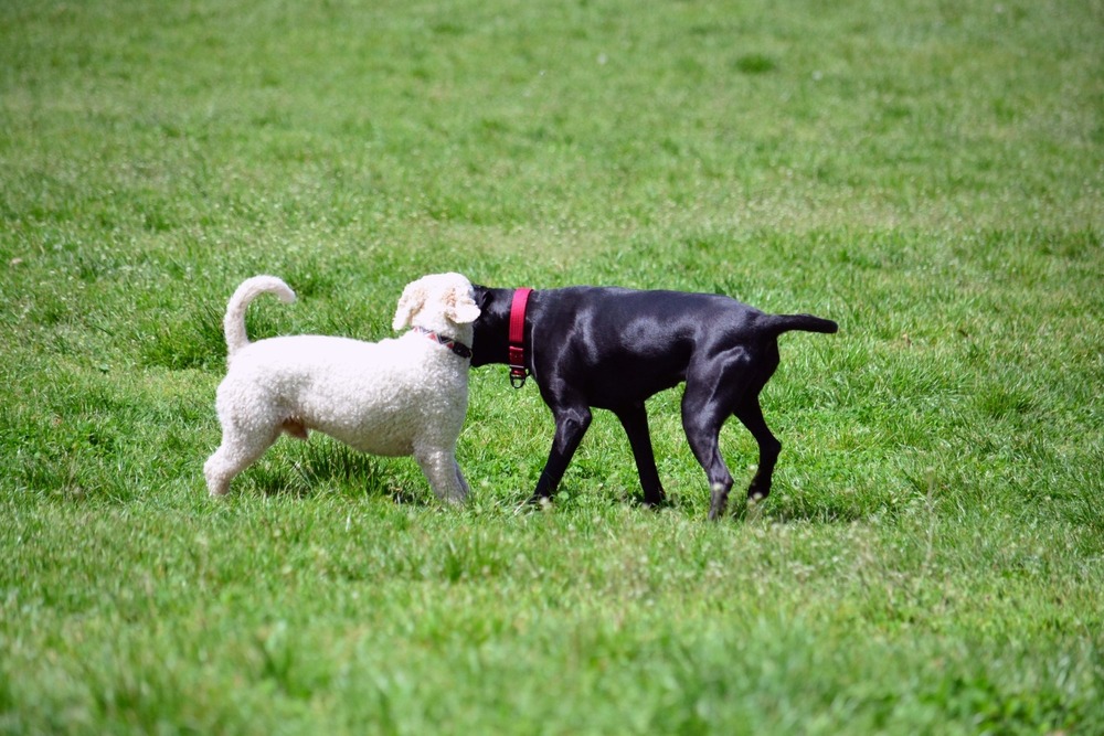 Two dogs greeting each other in a park, showing controlled interaction when learning how to socialise a puppy before full vaccination.