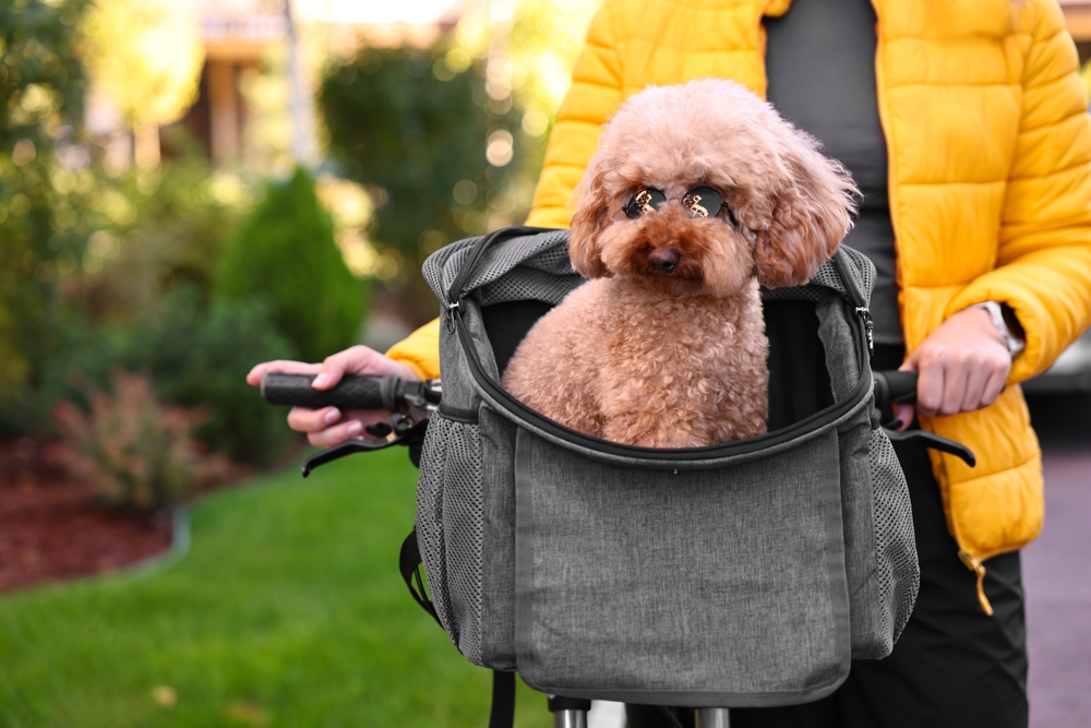 Small dog sitting in a pet carrier while being pushed outdoors, a safe method used to socialise a puppy before full vaccination.