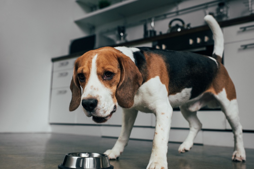 Dog standing over its food bowl while growling, demonstrating resource guarding behaviour, as explained in dog growling behaviour.
