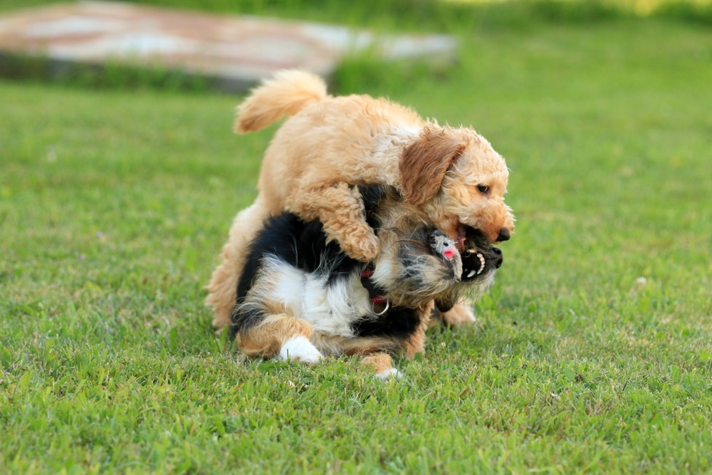 Two dogs playfully wrestling and growling during a game, showing that dog growling is not always aggression.