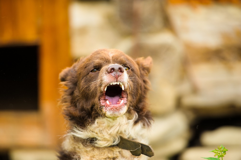 Dog baring teeth and growling as a warning signal, illustrating behaviour discussed in Dog Growling Explained.