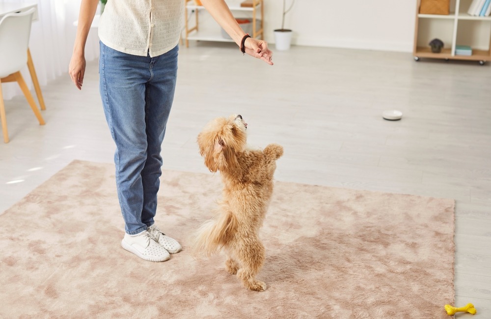 Puppy standing on hind legs while following owner’s command during obedience training.