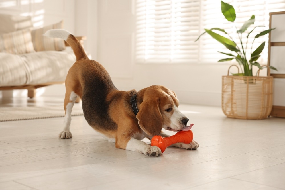 Dog chewing a toy during a training session at home, illustrating enrichment activities that support puppy training progress.