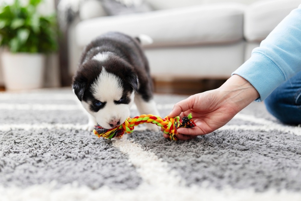 Owner giving puppy a chewing rope toy during play, illustrating redirection to help curb puppy's chewing problems like biting and rough play.